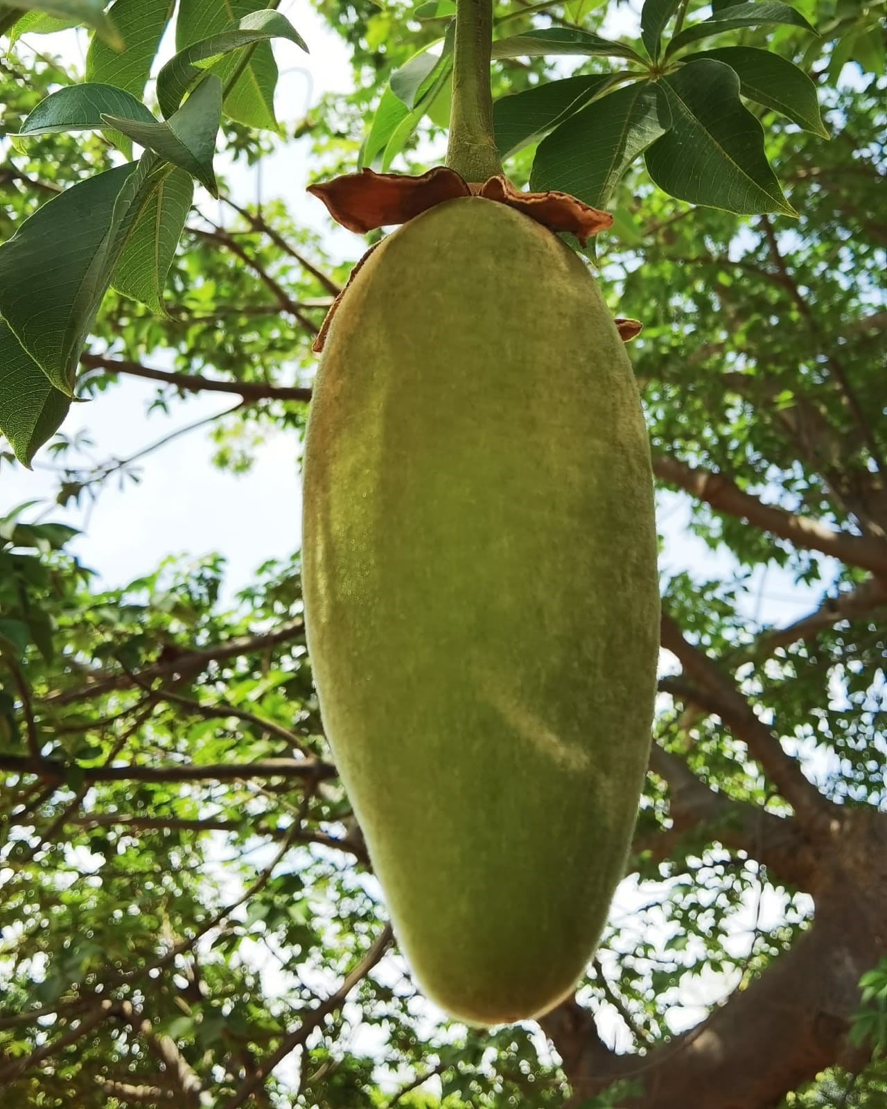 Fruit de baobab by AZPhotographies
